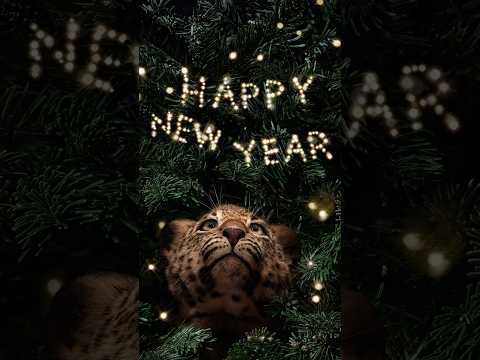 Happy New Year 2026