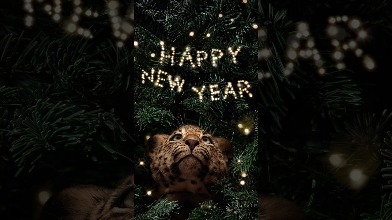 youtube placeholder image